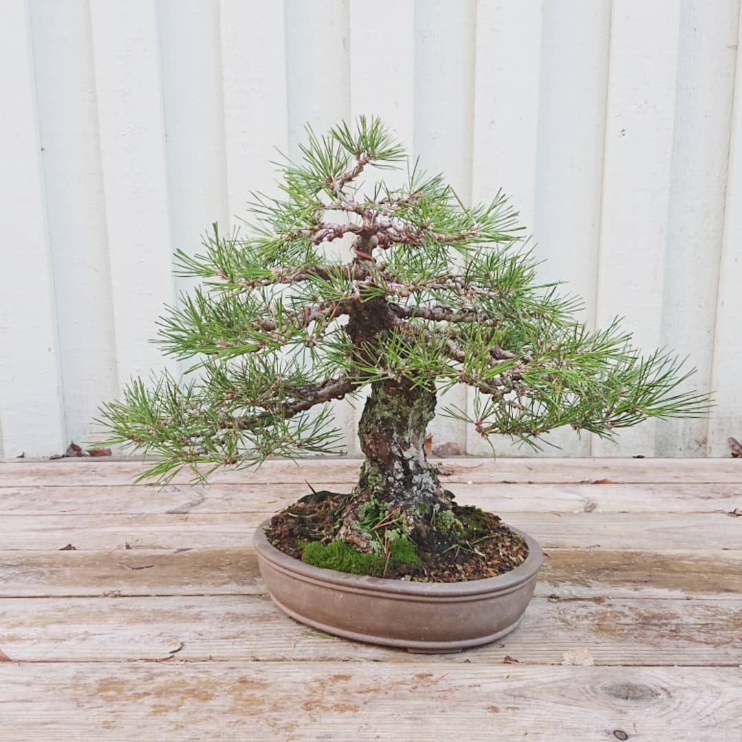 japanese-black-pine-1-fully-wired-westcoastbonsai