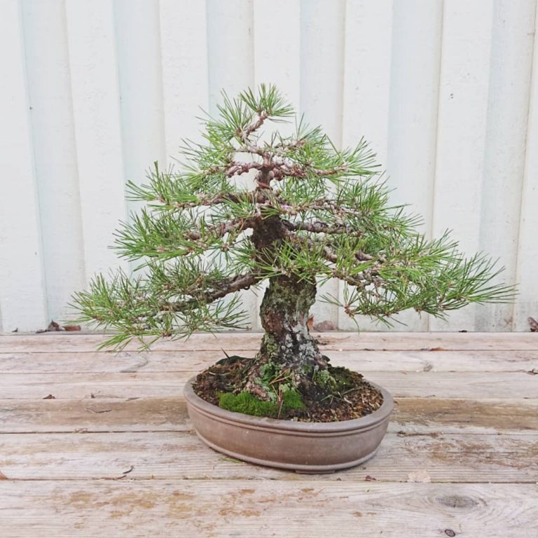 Japanese Black pine #1 – WestCoastBonsai